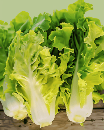 Endivie Blonde Coeur Plein-frø (Cichorium endivia) – økologisk etårig grøntsag
