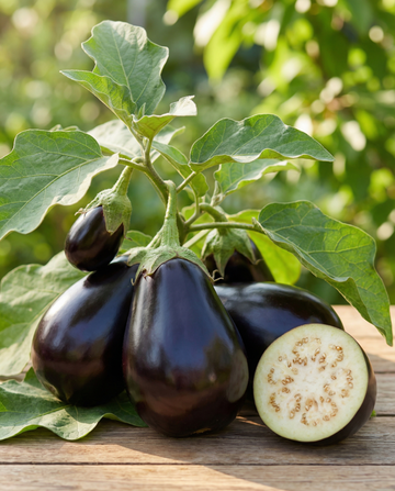 Aubergine Black Beauty (Solanum melongena) – økologiske, ettårige grøntsagsfrø fra SeedsChoice