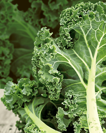 Krauskål Westland Autumn frø (Brassica oleracea) – økologisk etårig grøntsag