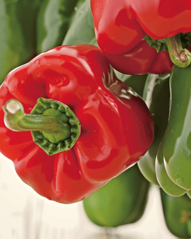 Sød peber California Wonder frø – økologisk Capsicum annuum, enårig