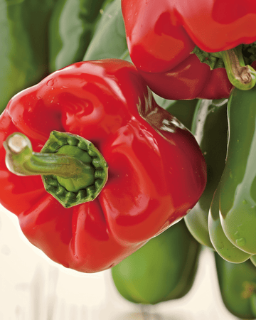 Sød peber California Wonder frø (Capsicum annuum) – økologisk enårig grøntsag