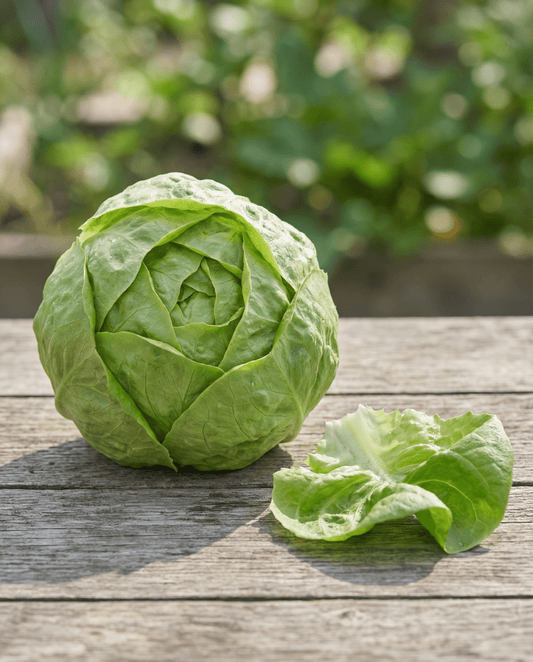 Salat Hilde Ii (Lactuca sativa) – økologiske ettårige grøntsagsfrø fra SeedsChoice