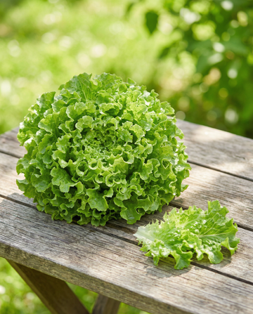 Bladlettuce Salad Bowl Green (Lactuca sativa) – økologiske frø til ettårige grøntsager fra SeedsChoice