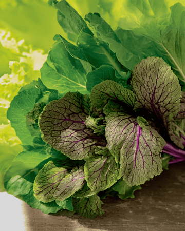 Mesclun-frø (Brassica juncea) – økologisk enårig blanding