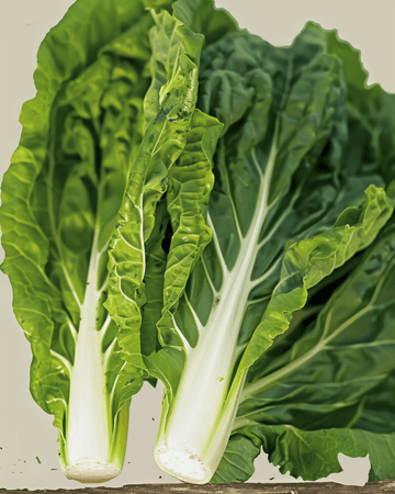 Mangoldfrø White Silver 2 (Beta vulgaris) – økologisk etårig grøntsag
