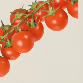 Cherrytomatsfrø Cerise Solanum lycopersicum økologisk etårig grøntsag