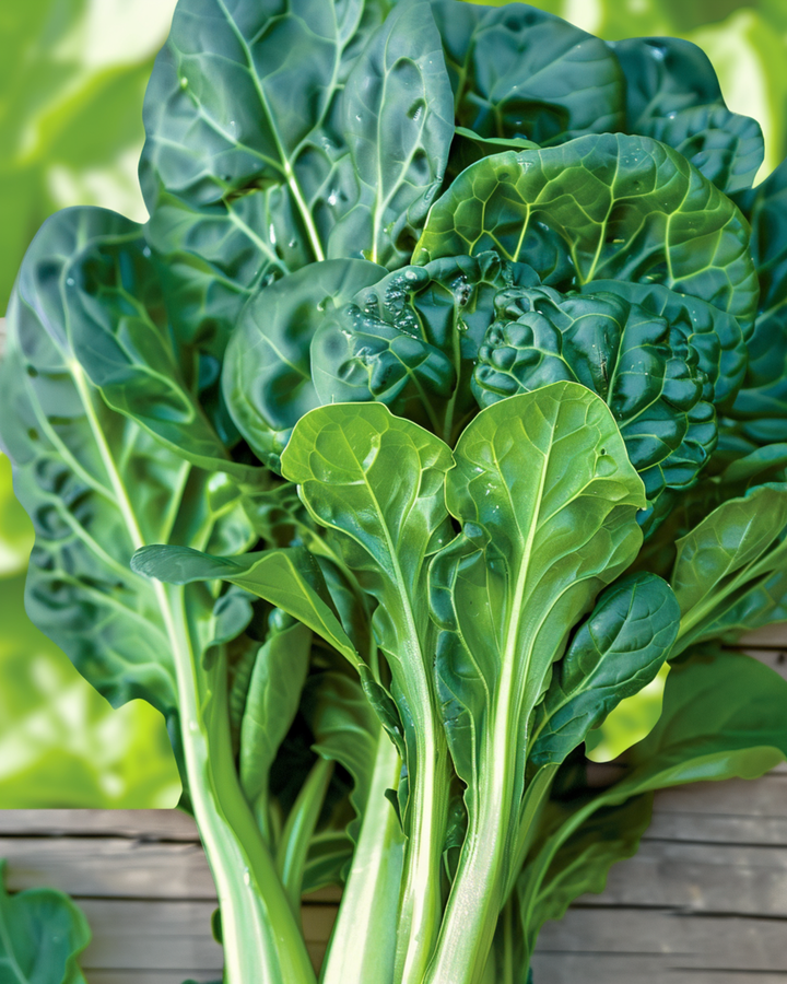 Tatsoi pak choi frø (Brassica rapa) – økologisk etårig grøntsag