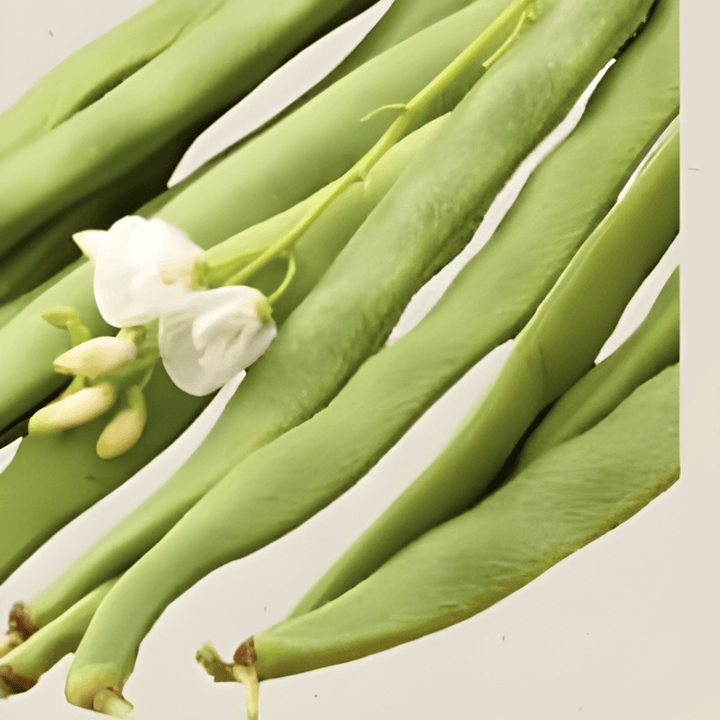 Runner Bean Emergo seeds (Phaseolus coccineus) – organic annual vegetable