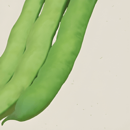 Hestebønnefrø økologisk Vicia Faba etårig Witkiem