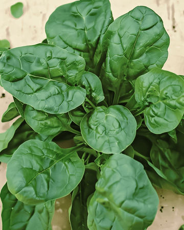 Spinatfrø Viroflex 50g (Spinacia oleracea) – økologisk enårig grøntsag