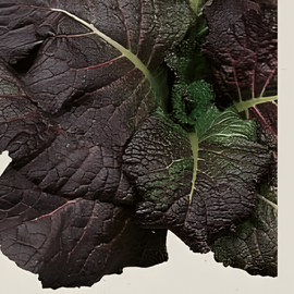 Sennep Red Giant frø økologisk Brassica juncea ettårig urt