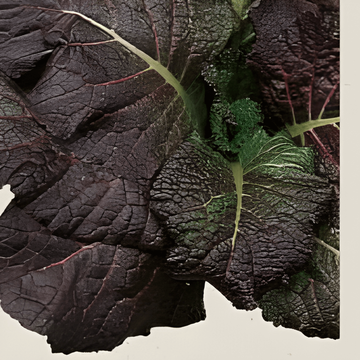 Sennep Red Giant frø (Brassica juncea) – økologisk ettårig urt