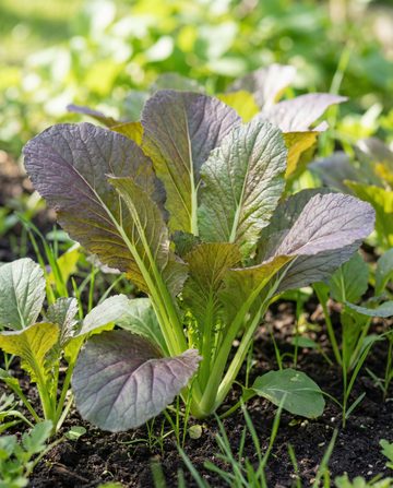 Sennep Red Giant (Brassica juncea) – økologiske ettårige urtfrø fra SeedsChoice