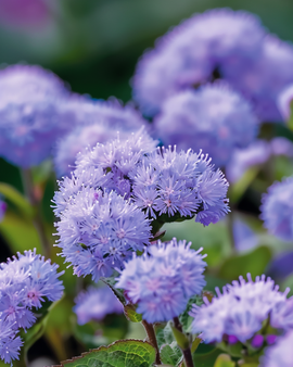 Ageratum frø Ageratum houstonianum etårig Blue Mink