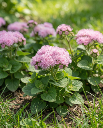 Lobularia Pink Ball (Ageratum houstonianum) – frø til enårige blomster fra SeedsChoice