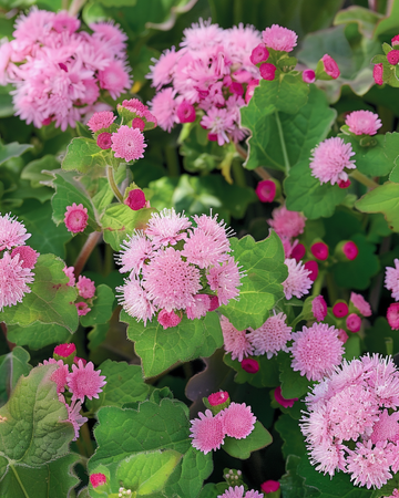 Lobularia Pink Ball frø (Ageratum houstonianum) – enårig blomst