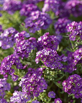 Sweet Alyssum Seeds Royal Carpet Lobularia Maritima Annual Flowers