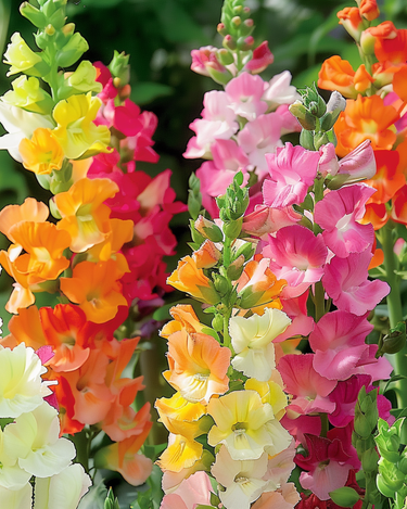 Løvemundfrø Half Tall (Antirrhinum majus) – etårig blanding