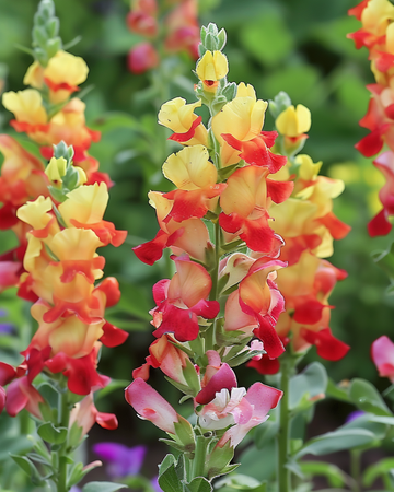 Løvemund Mango Twist frø (Antirrhinum majus) – etårig