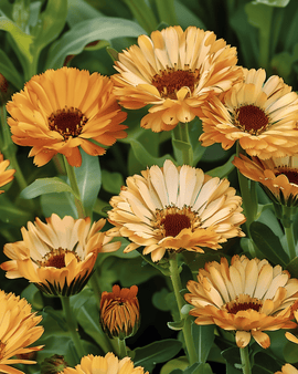 Marigold Touch Of Red Buff Seeds Calendula Officinalis Annual