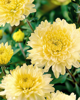 Aster Princess Yellow frø Callistephus chinensis etårig
