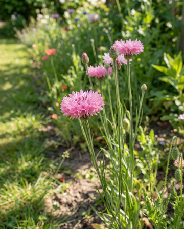 Kornblomst Pink Ball (Centaurea cyanus) – ettårige blomsterfrø fra SeedsChoice