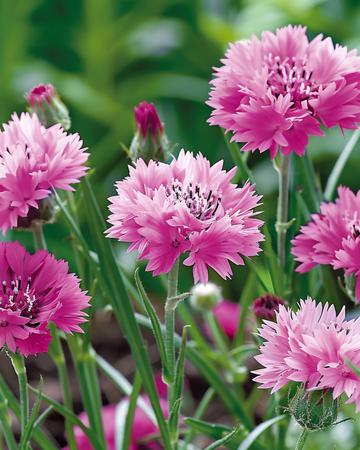 Kornblomst Pink Ball frø (Centaurea cyanus) – ettårig blomst