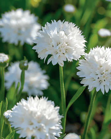 Kornblomst White Ball frø (Centaurea cyanus) – ettårig blomst