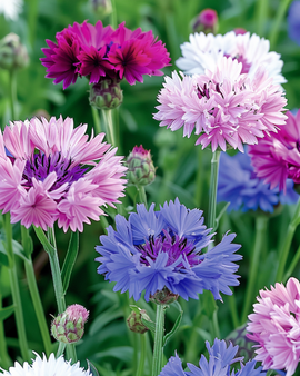 Cornflower Seeds Centaurea Cyanus Annual Double Flowering Mix