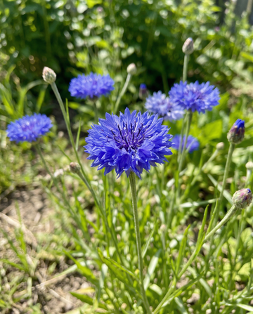 Kornblomst Blue Ball (Centaurea cyanus) – etårige blomsterfrø fra SeedsChoice