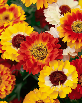 Chrysanthemumfrø Chrysanthemum Carinatum blandet annuelle blomster