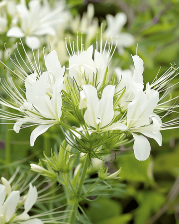 Spiderflower White Queen frø (Cleome hassleriana) – ettårig blomst