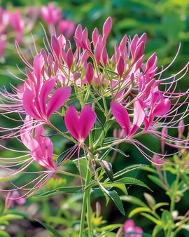 Spiderplant Rose Queen frø Cleome Hassleriana etårig blomst