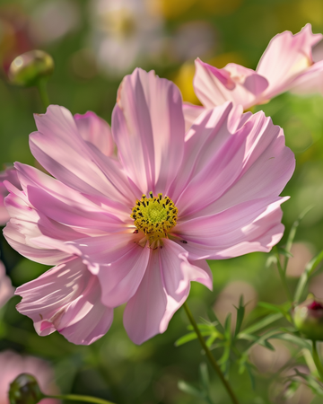 Apricotta frø (Cosmos bipinnatus) – enårig blomst