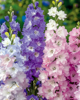 Larkspur Seeds Delphinium Ajacis Annual Mixed Dwarf Variety