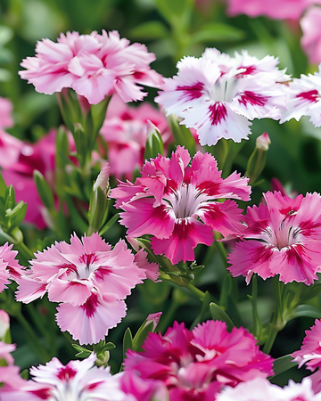 Bartnellike Wee Willie frø (Dianthus barbatus) – enårig blomst