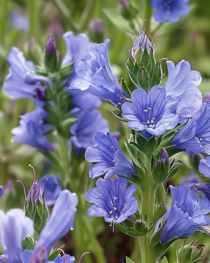 Slangehovedsfrø (Echium plantagineum) – etårig blomst