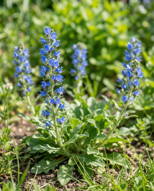 Slangehoved (Echium plantagineum) – enårige blomsterfrø fra SeedsChoice