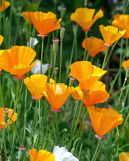 Enkeltblomstret blandet blanding – enårigt blomsterfrø fra SeedsChoice