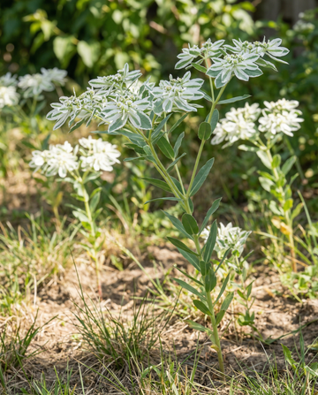 Snow On The Mountain (Euphorbia marginata) – etårigt blomsterfrø fra SeedsChoice