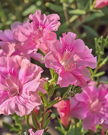 Godetia Sweetheart Pink Flowered Azalea-frø (Clarkia amoena) – etårig blomst