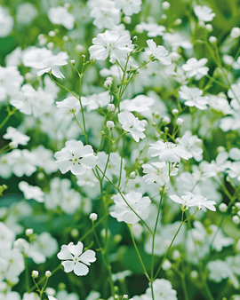 Baby's Breath Seeds Covent Garden White Gypsophila Elegans Annual