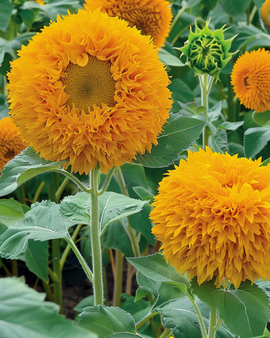 Solsikke Sungold frø Helianthus annuus etårig dobbeltblomstret dværg