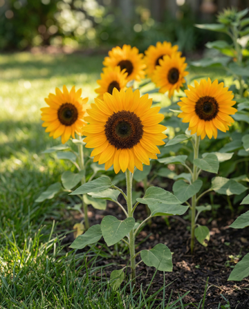 Solsikke Sunrich Orange F1 Pollenfree (Helianthus annuus) – frø til etårige blomster fra SeedsChoice