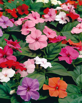 Busy Lizzie Seeds Impatiens Walleriana Baby Mixed Annual Flower