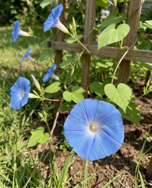 Climbing Clarks Blue (Ipomoea tricolor) – annual climber seeds from SeedsChoice