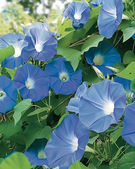 Klatrende ettårige blomsterfrø Clark's Blue Ipomoea tricolor ettårig