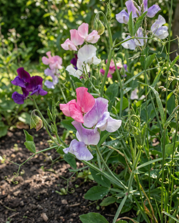 Lugtært Colorama Mix (Lathyrus odoratus) – frø til etårige blomster fra SeedsChoice