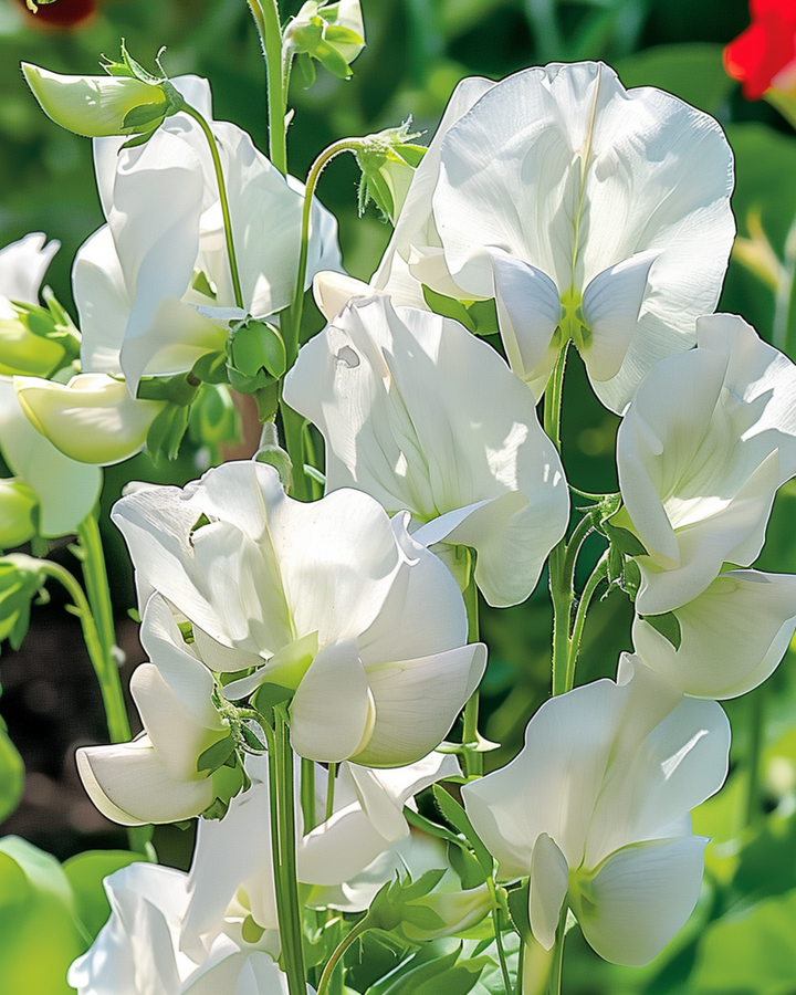 Sweet Pea Royal Family White frø (Lathyrus odoratus) – enårig blomst