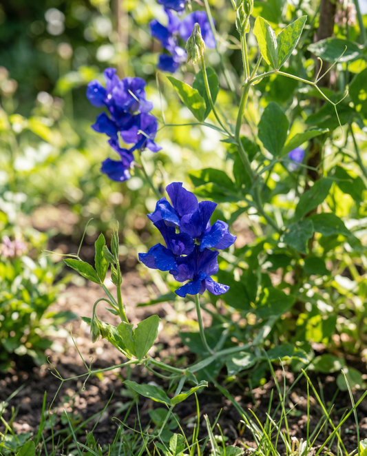 Lugtært Royal Family Blue (Lathyrus odoratus) – frø til etårige blomster fra SeedsChoice